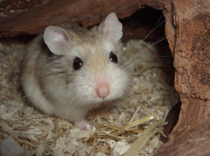 el hamster más pequeño del mundo