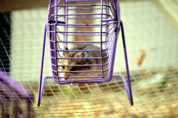 rueda hamster 22 cm