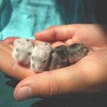 Crianza hamsters