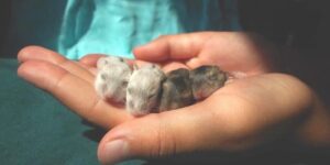 Hamsters bebes
