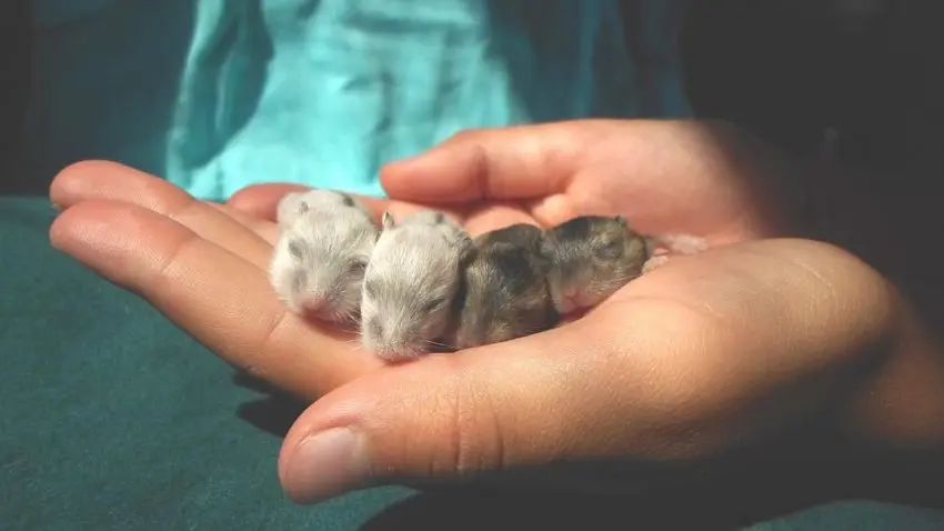 Hamsters bebes