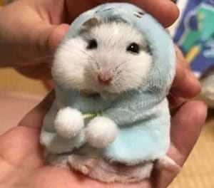 Dehamsters Com La Mejor Web De Hamsters 21