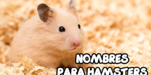 Mejores nombres para hamsters originales
