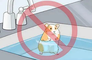 bañar hamsters
