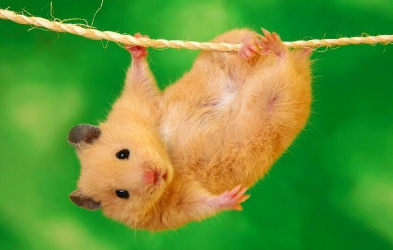 Esperanza De Vida De Un Hamster