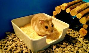 Arena para hamsters casera
